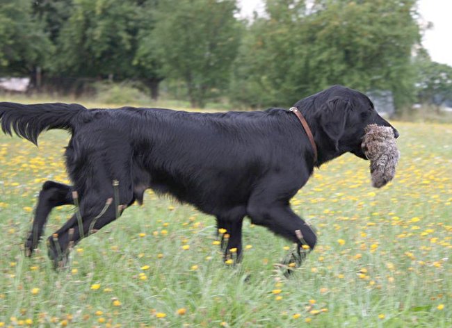 Setkání FCR v Chlumci nad Cidlinou