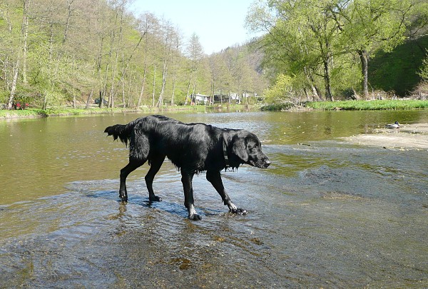 Flatsraz 2012