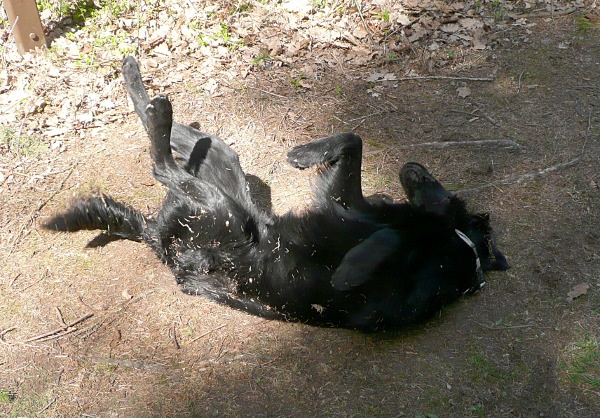 Flatsraz 2012