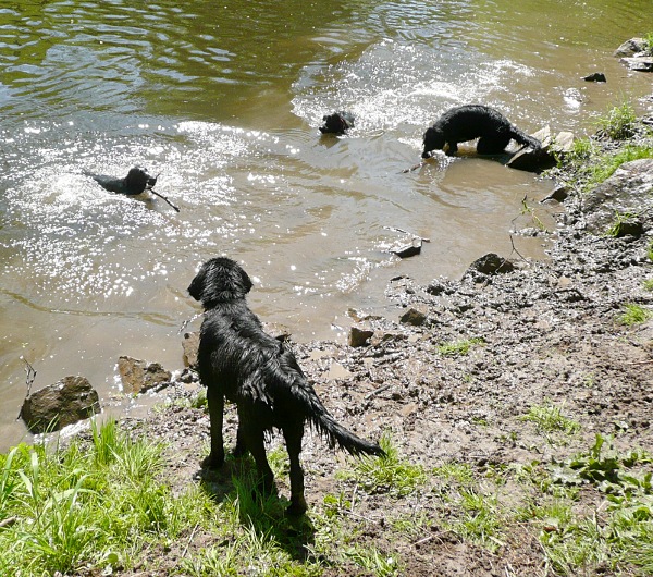 Flatsraz 2012