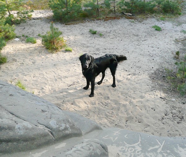 Flatsraz 2012