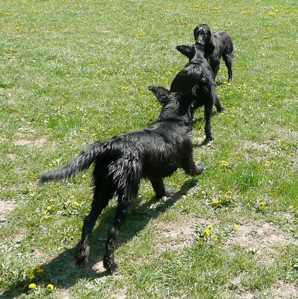 Flatsraz 2012