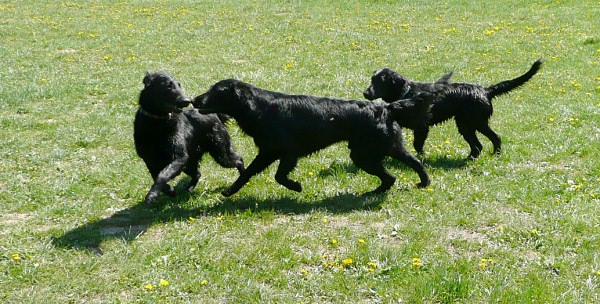Flatsraz 2012