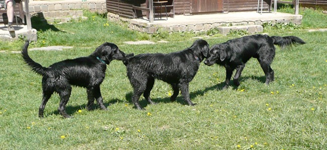 Flatsraz 2012