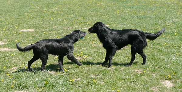 Flatsraz 2012