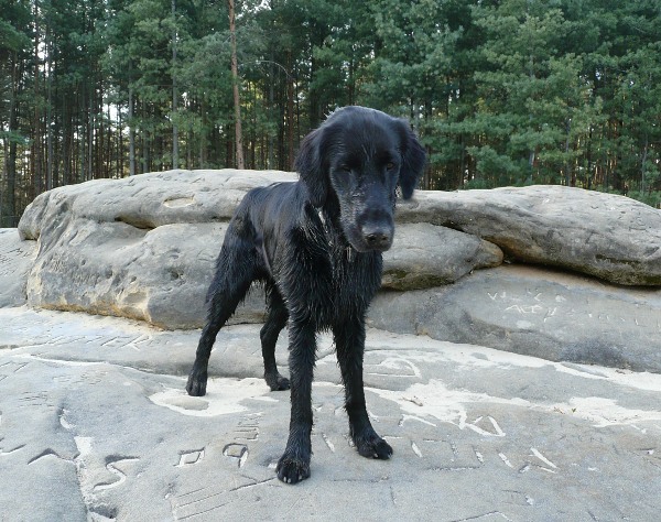 Flatsraz 2012