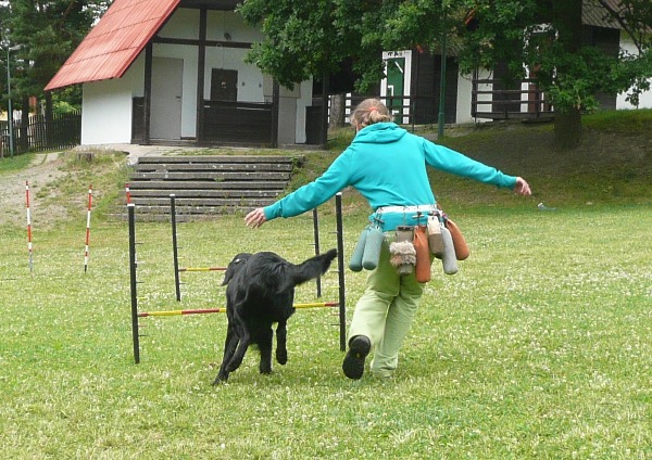 Flatsraz 2014